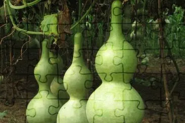 פאזל של Porongos ( para cuia de chimarrÃ£o)