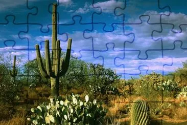 Typical American desert view
