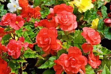  jigsaw puzzle