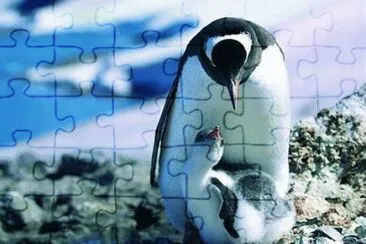 - pinguim,. jigsaw puzzle