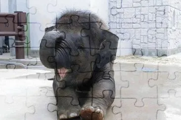 - elefante jigsaw puzzle