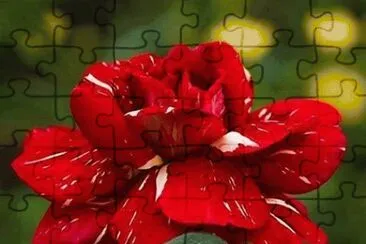  jigsaw puzzle