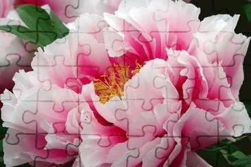  jigsaw puzzle