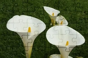 arums jigsaw puzzle