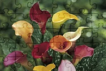 calla jigsaw puzzle