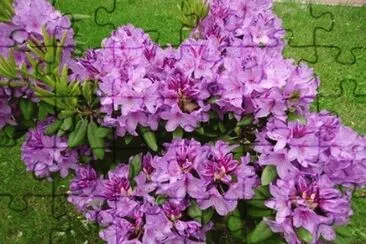 - flores jigsaw puzzle