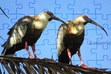 - belo,. jigsaw puzzle