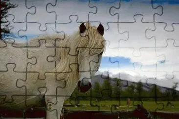 - cavalo branco. jigsaw puzzle