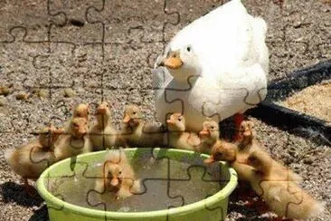 - patos jigsaw puzzle