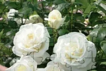  jigsaw puzzle