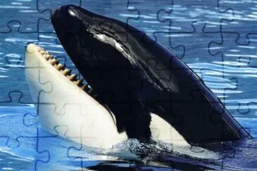 Orca