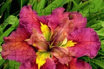 Iris jigsaw puzzle