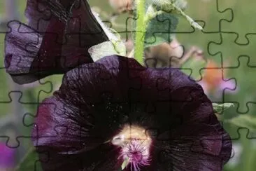 rose tremiÃ©re