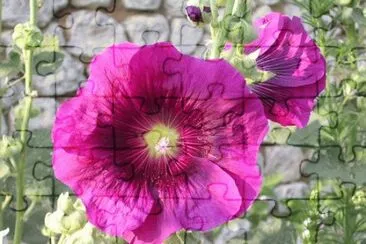 rose tremiere jigsaw puzzle