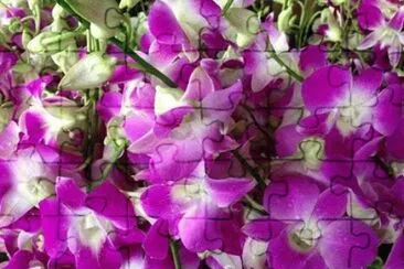 - flores,(27) jigsaw puzzle