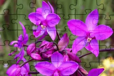 fleurs: OrchidÃ©e Spathoglottis plicata