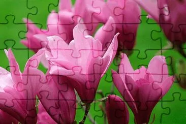 fleurs: magnolia