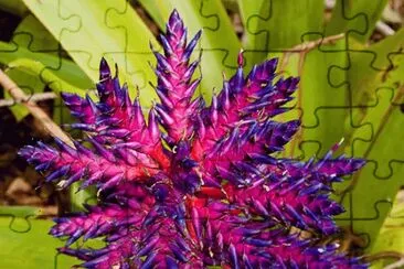 fleurs: bromelia jigsaw puzzle