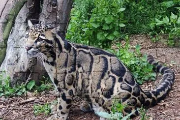 chat jigsaw puzzle