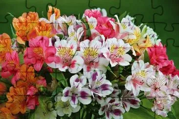 Peruvian Lilies
