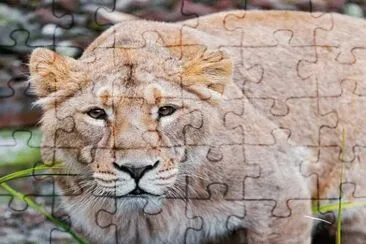 . jigsaw puzzle