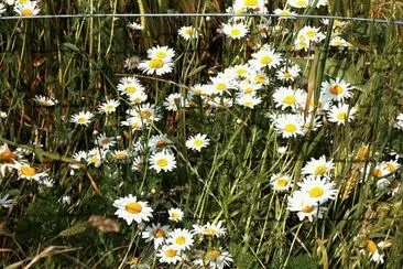 wild flowers Normandy