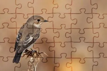 - belo.. jigsaw puzzle