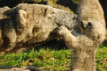 - belo.... jigsaw puzzle