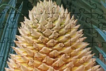 éµæ¨¹é–‹èŠ±