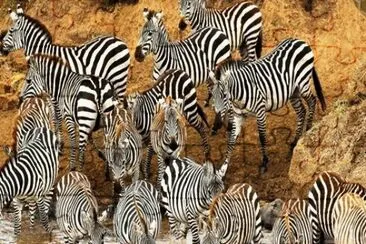 zebrafest jigsaw puzzle