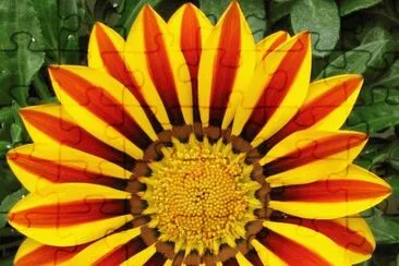 gazania