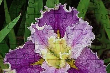 Iris Flower jigsaw puzzle