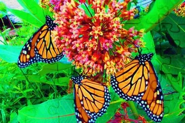 Butterfly with Flower