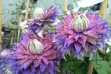 Clematis Diamantina jigsaw puzzle
