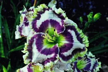 Wild Daylily jigsaw puzzle