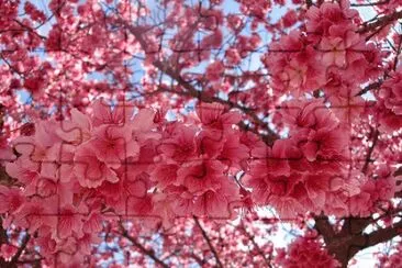 cerejeiras-lindas-flores jigsaw puzzle