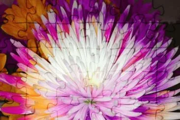 Color Dahlia