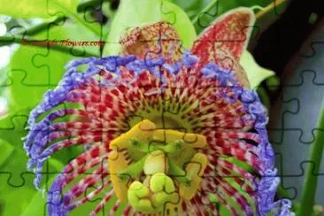Maypop Passion Flower jigsaw puzzle