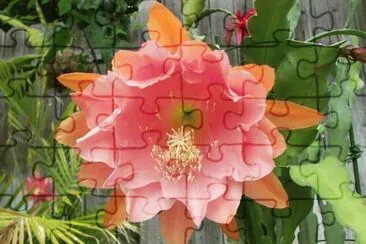 Orchid Cactus jigsaw puzzle