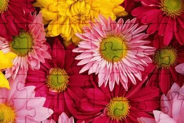 Color- Daisy- Flowers jigsaw puzzle