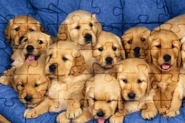 Golden Camada jigsaw puzzle