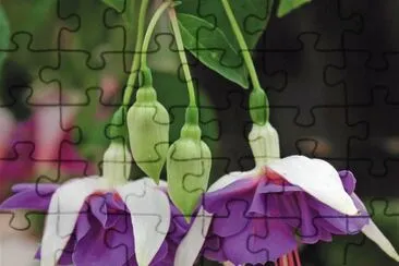 fuschia jigsaw puzzle