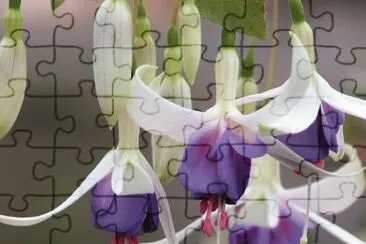 fuchsia jigsaw puzzle