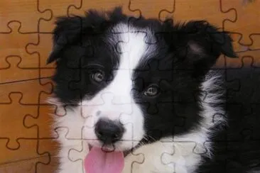 chiot jigsaw puzzle