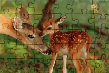 biche et son faon jigsaw puzzle
