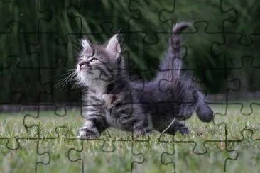 chaton jigsaw puzzle