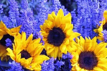 Sunflowers and Lavender jigsaw puzzle