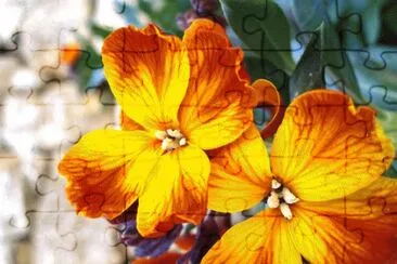 giroflÃ©e jigsaw puzzle