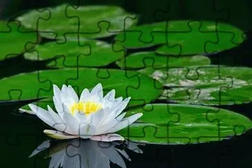 LOTO