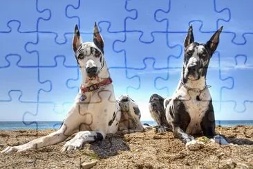 GRAN DANES